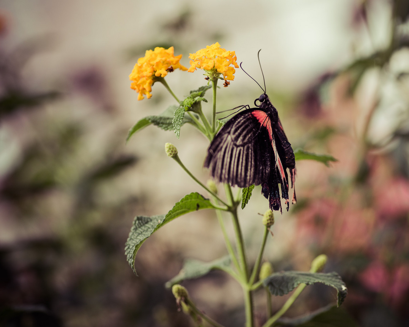 Papilio rumanzovia