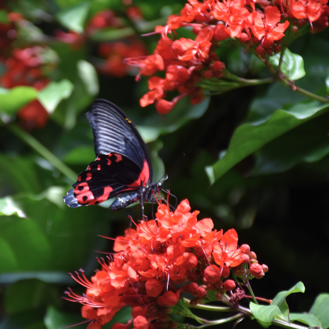 Papilio rumanzovia