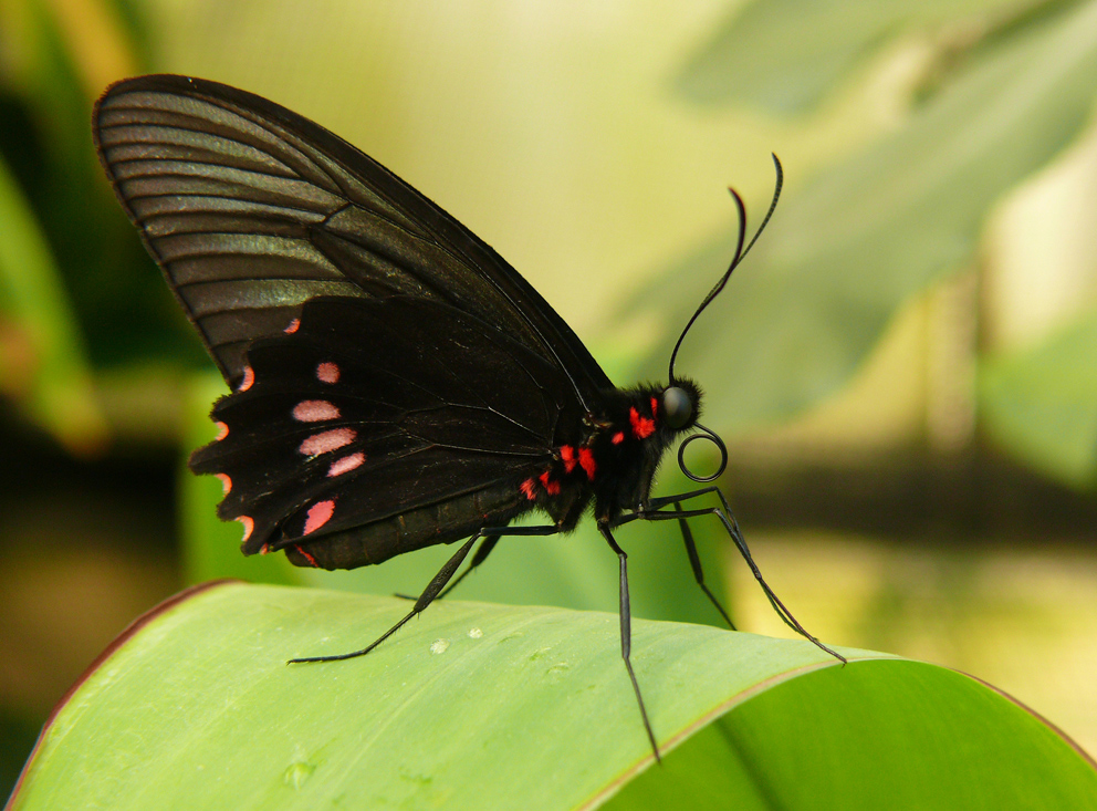 papilio rumanzovia