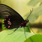 papilio rumanzovia