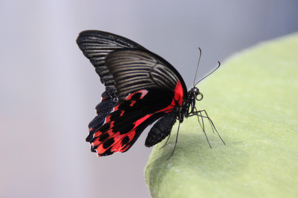  Papilio rumanzovia- Scharlachroter Schwalbenschwanz 