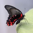  Papilio rumanzovia- Scharlachroter Schwalbenschwanz 