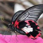  Papilio rumanzovia - scharlachroter Schwalbenschwanz 
