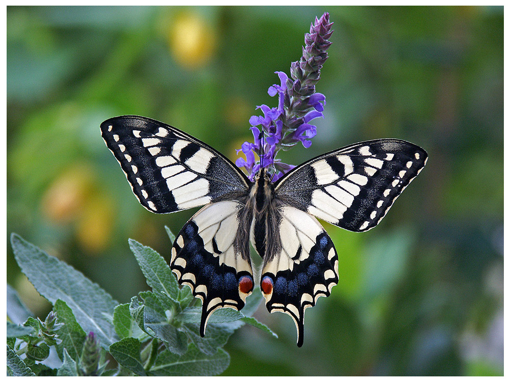 Papilio Schönheit