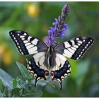 Papilio Schönheit