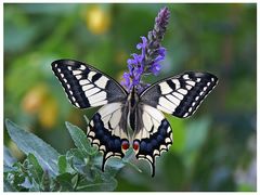 Papilio Schönheit