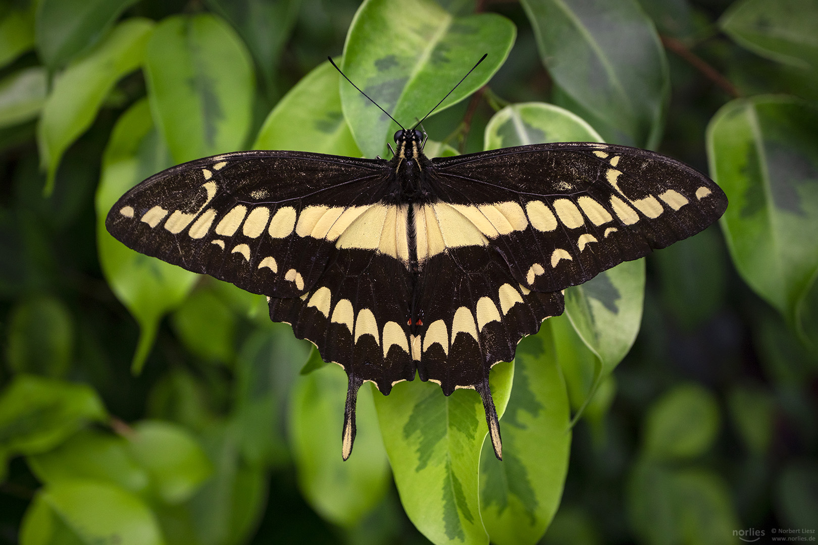 papilio thoas