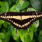 papilio thoas