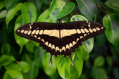 papilio thoas