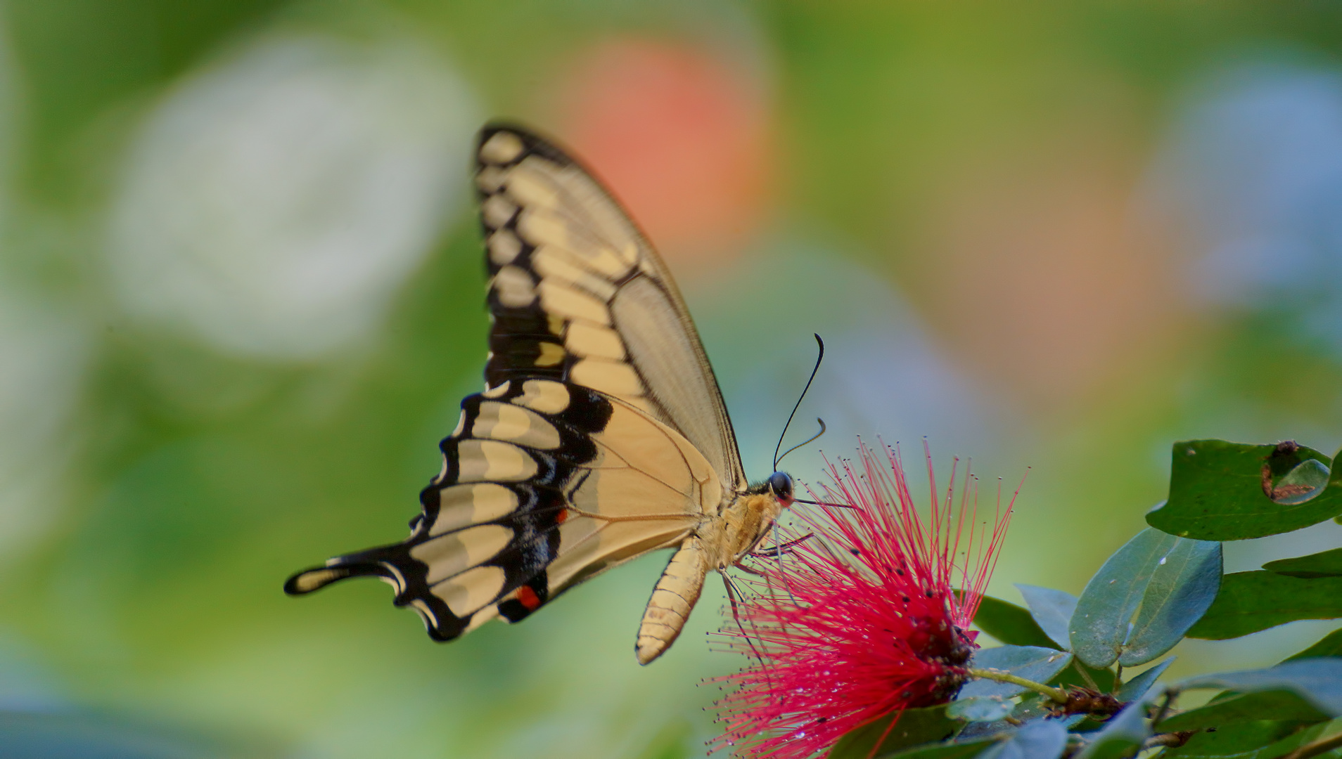 Papilio thoas