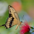 Papilio thoas