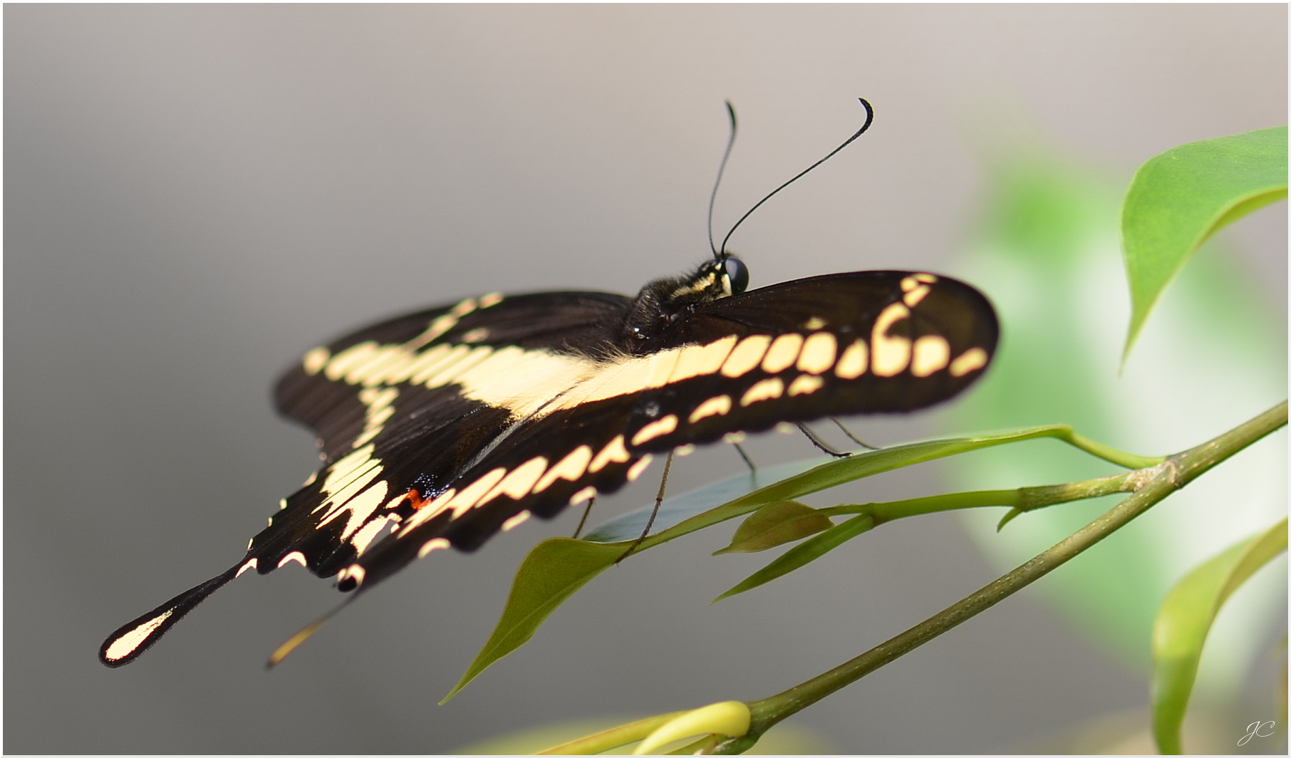 Papilio thoas