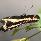 Papilio thoas