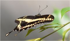 Papilio thoas