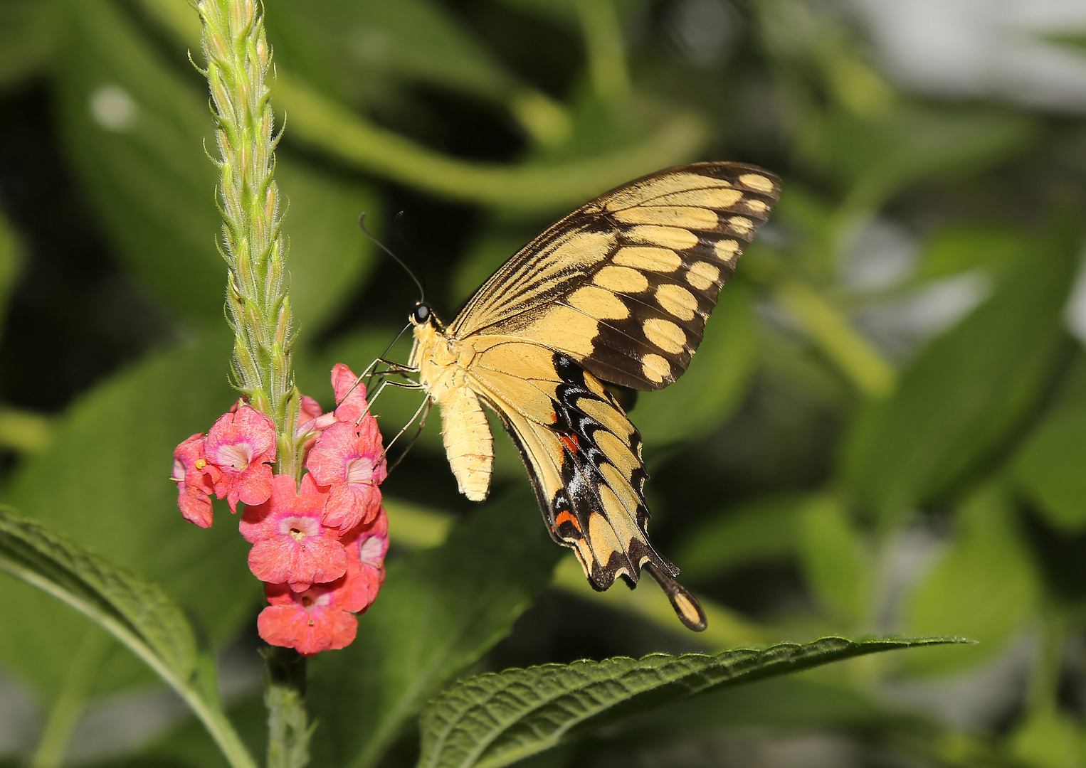 Papilio thoas