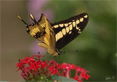 ...Papilio thoas...