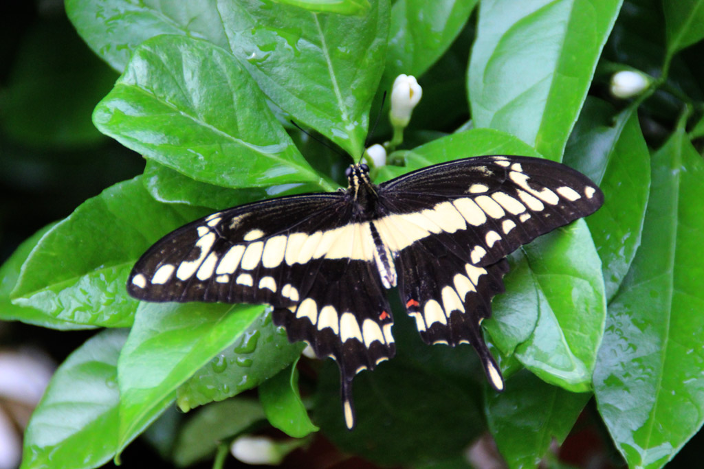 Papilio thoas- Königspage