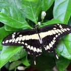  Papilio thoas- Königspage