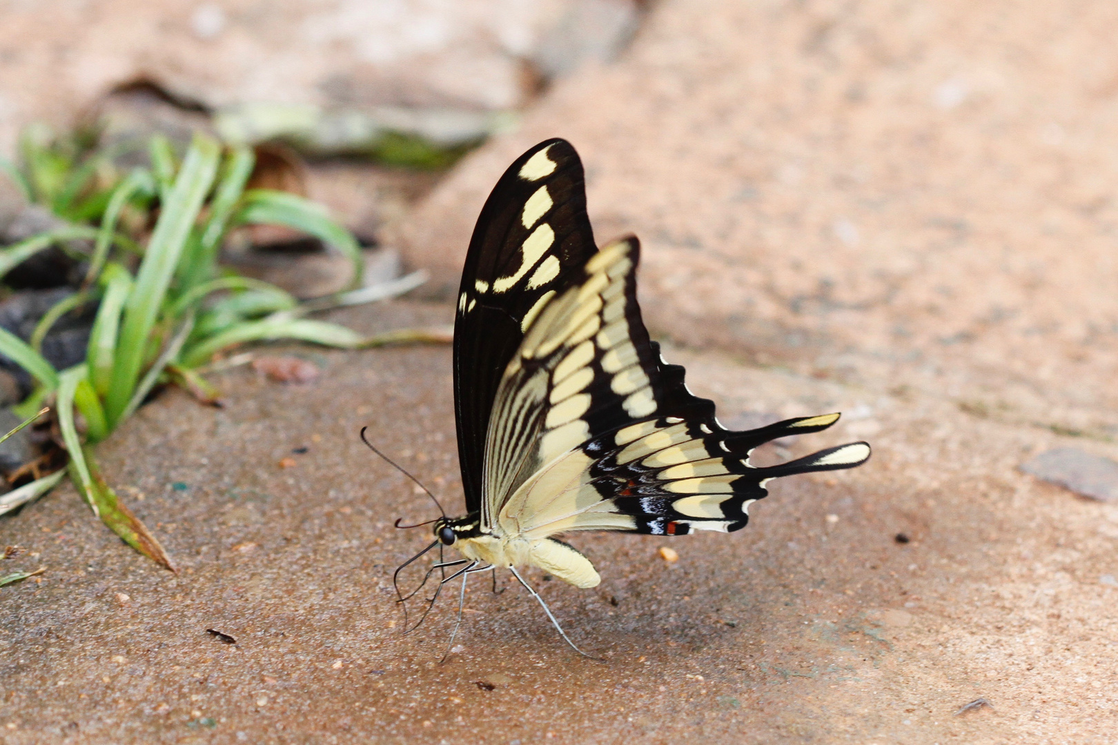 Papilio thoas - Königsschwalbenschwanz