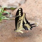 Papilio thoas - Königsschwalbenschwanz