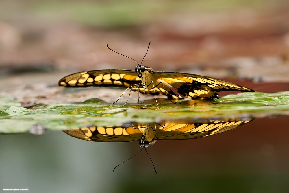 Papilio thotas / Schwalbenschwanz im Spielgel.