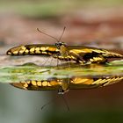 Papilio thotas / Schwalbenschwanz im Spielgel.