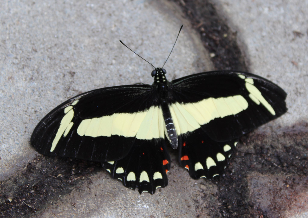  Papilio torquatus  