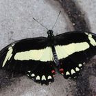  Papilio torquatus  