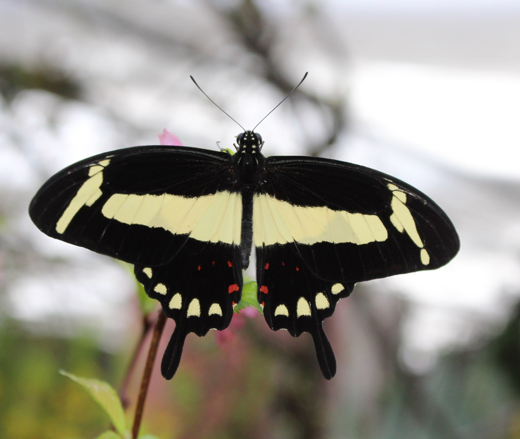 Papilio torquatus 