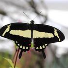Papilio torquatus 