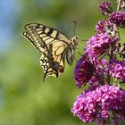 Papilio trifft Buddleja