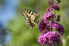 Papilio trifft Buddleja