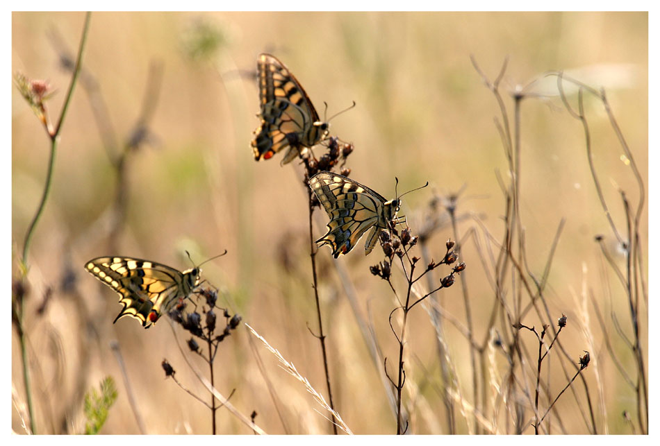 Papilio Trio