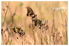 Papilio Trio