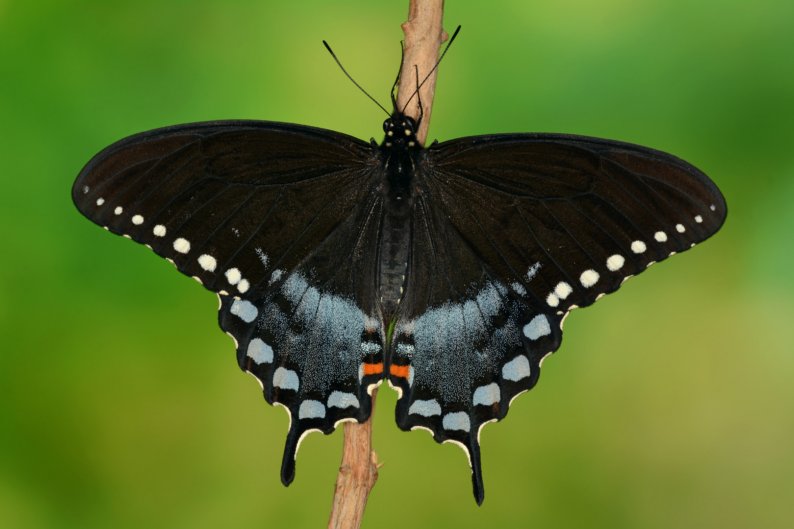 Papilio troilus #2