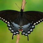 Papilio troilus #2