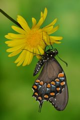 Papilio troilus #3