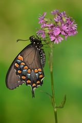 Papilio troilus #4