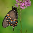 Papilio troilus #4