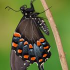 Papilio troilus