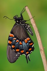 Papilio troilus