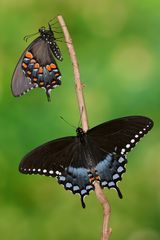 Papilio troilus Duo