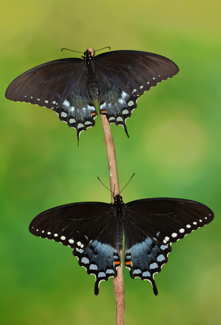 Papilio troilus Pärchen #2