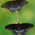 Papilio troilus Pärchen #2