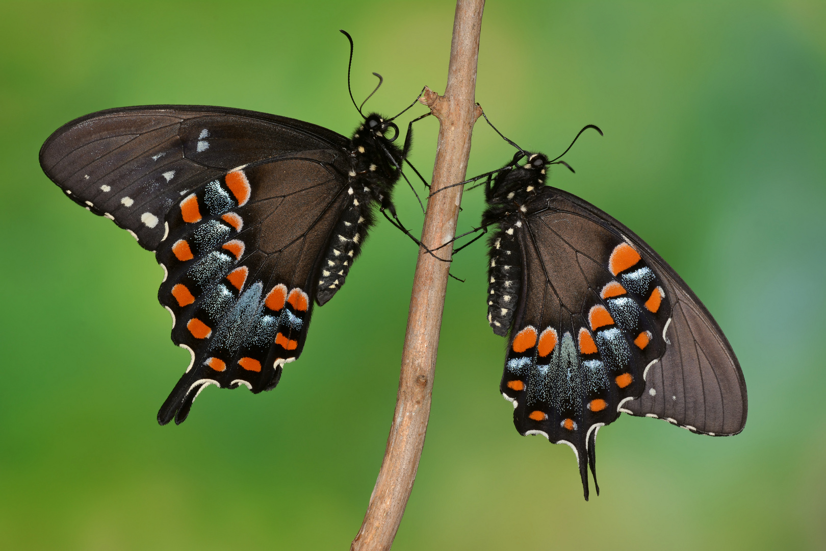 Papilio troilus Pärchen