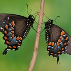 Papilio troilus Pärchen