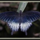 Papilio Ulyses