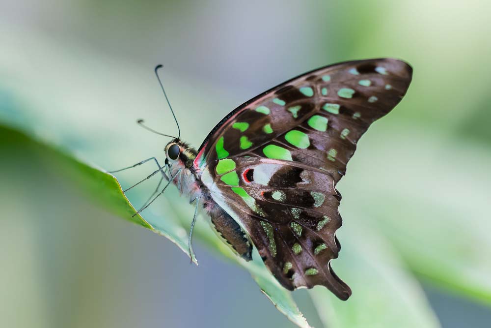 Papilion