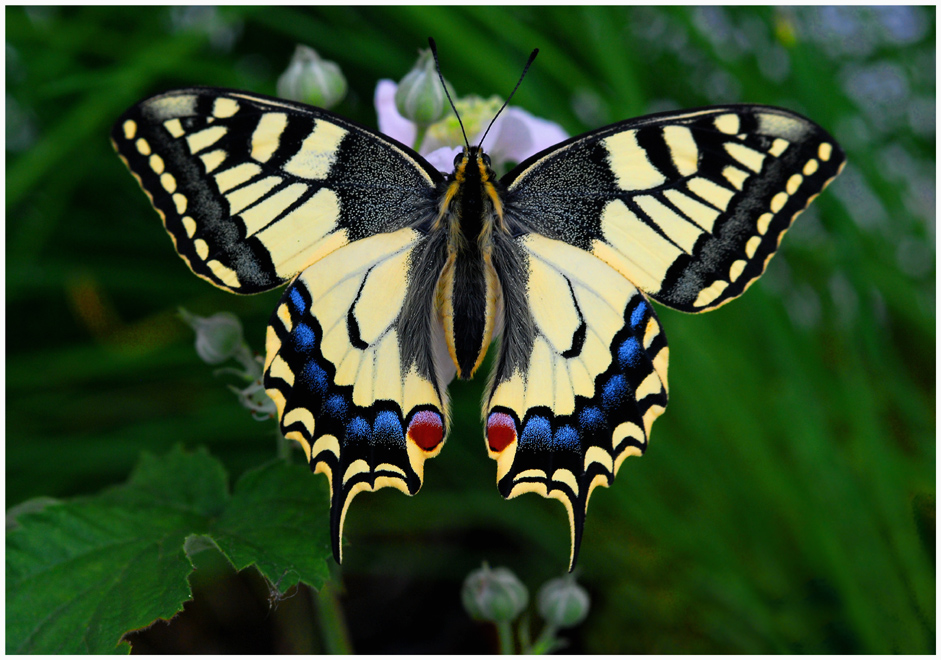 Papilion machaon