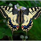 Papilion machaon